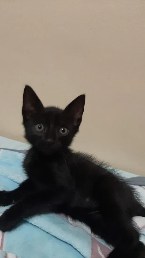 Gato raça SRD-ViraLata idade Abaixo de 2 meses nome Morceguinho