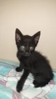 Morceguinho