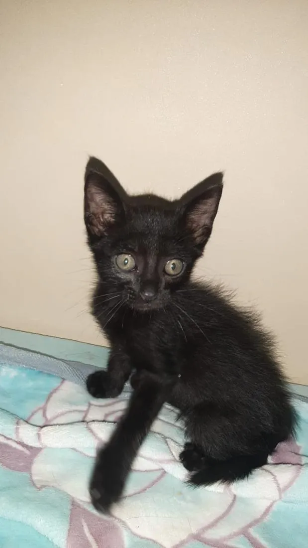 Gato raça SRD-ViraLata idade Abaixo de 2 meses nome Morceguinho