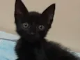 Morceguinho