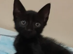 Gato raça SRD-ViraLata idade Abaixo de 2 meses nome Morceguinho
