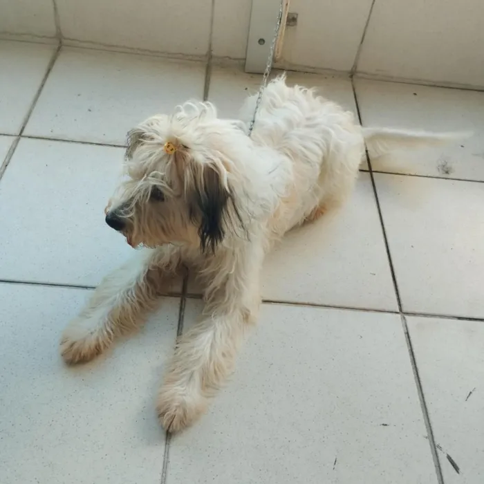 Cachorro raça Poodle idade 7 a 11 meses nome Bigaiu