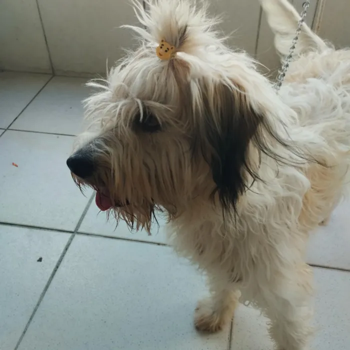 Cachorro raça Poodle idade 7 a 11 meses nome Bigaiu