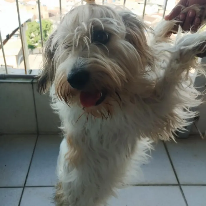 Cachorro raça Poodle idade 7 a 11 meses nome Bigaiu