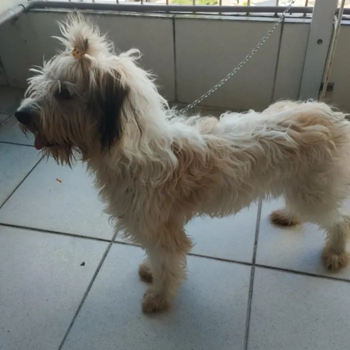 Cachorro raça Poodle idade 7 a 11 meses nome Bigaiu