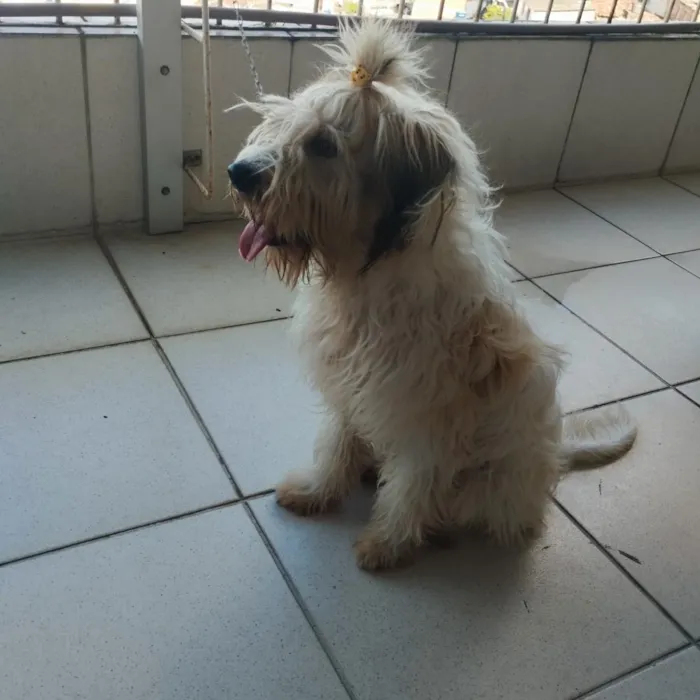 Cachorro raça Poodle idade 7 a 11 meses nome Bigaiu