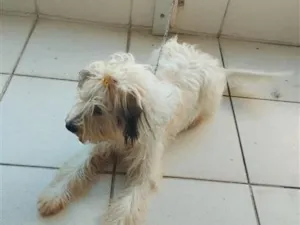 Cachorro raça Poodle idade 7 a 11 meses nome Bigaiu