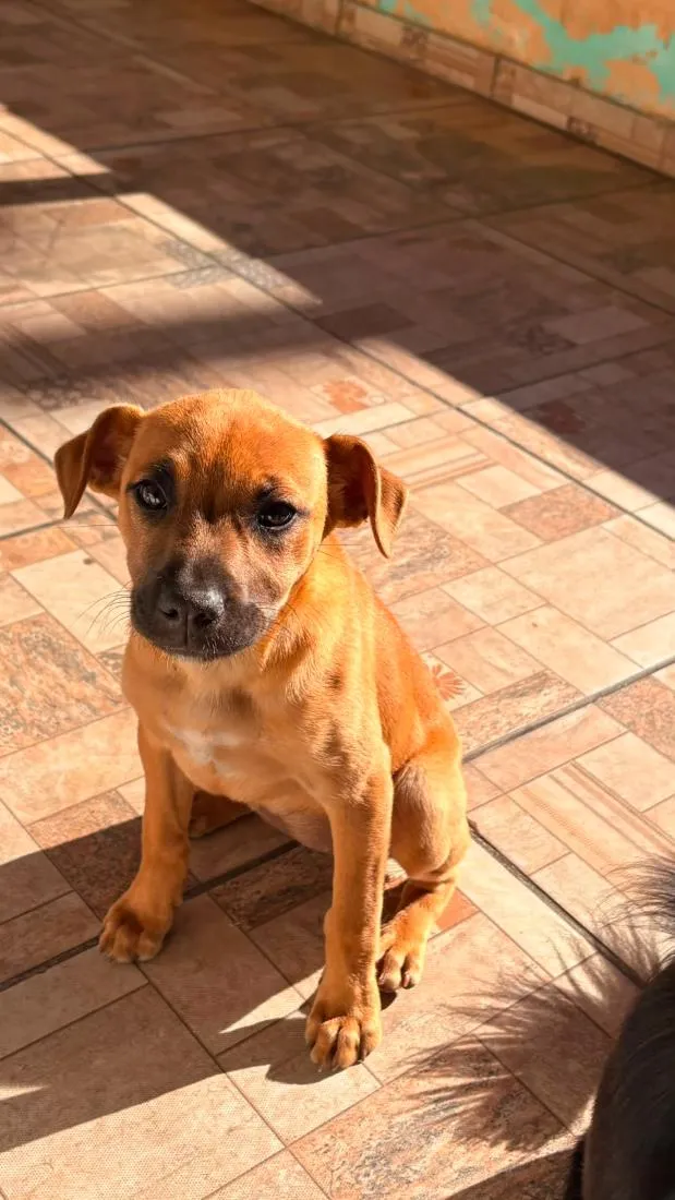 Cachorro raça SRD-ViraLata idade 2 a 6 meses nome Pérola e Jhulie
