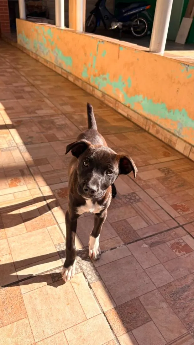 Cachorro raça SRD-ViraLata idade 2 a 6 meses nome Pérola e Jhulie