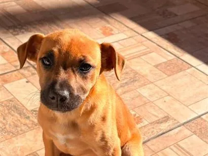 Cachorro raça SRD-ViraLata idade 2 a 6 meses nome Pérola e Jhulie