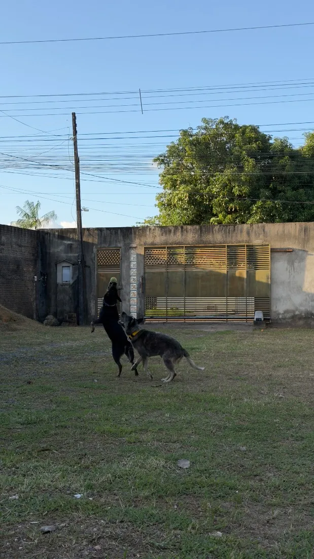 Cachorro raça SRD-ViraLata idade 4 anos nome Nala e Bento 