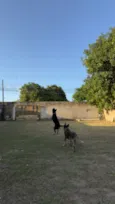 Nala e Bento 