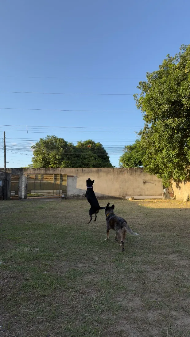 Cachorro raça SRD-ViraLata idade 4 anos nome Nala e Bento 