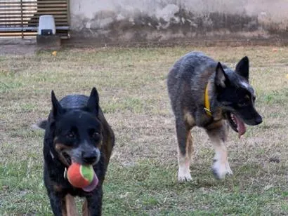 Cachorro raça SRD-ViraLata idade 4 anos nome Nala e Bento 