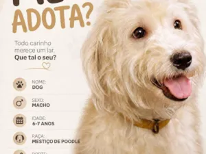 Cachorro raça Poodle idade 6 ou mais anos nome Dog