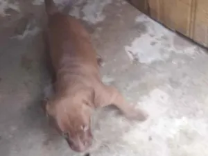 Cachorro raça Pit-Bull idade 2 a 6 meses nome Lupita 
