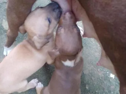 Cachorro raça Pit-Bull idade 2 a 6 meses nome 6 irmão 