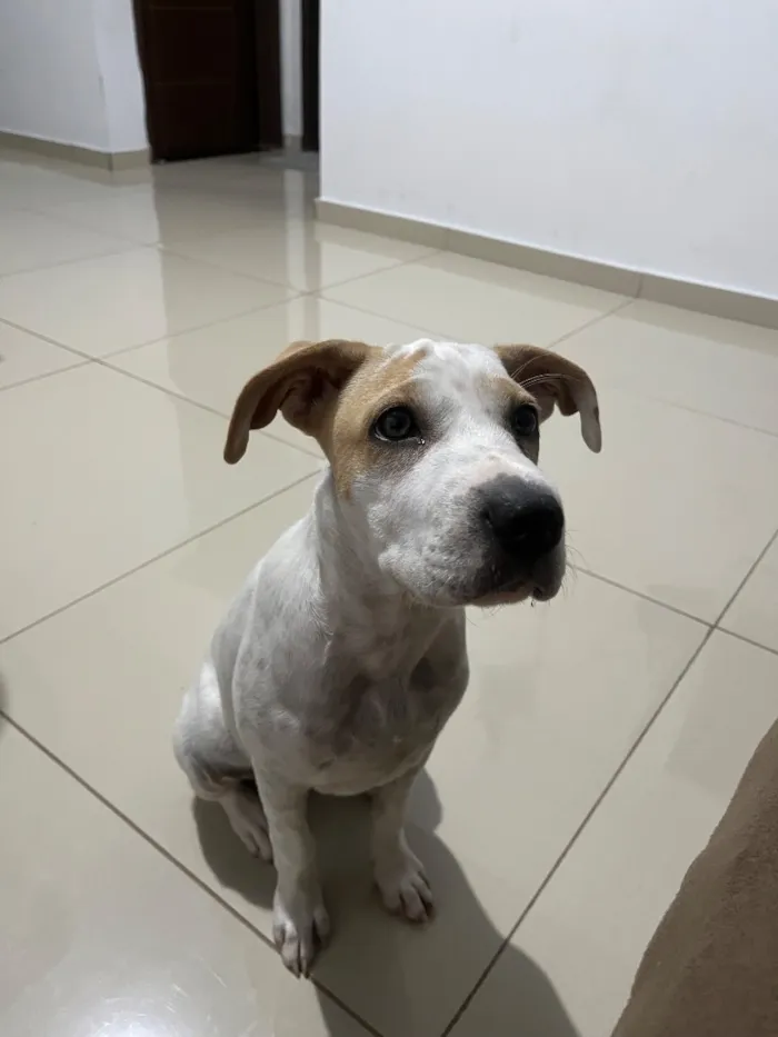 Cachorro raça SRD-ViraLata idade 2 a 6 meses nome Mel