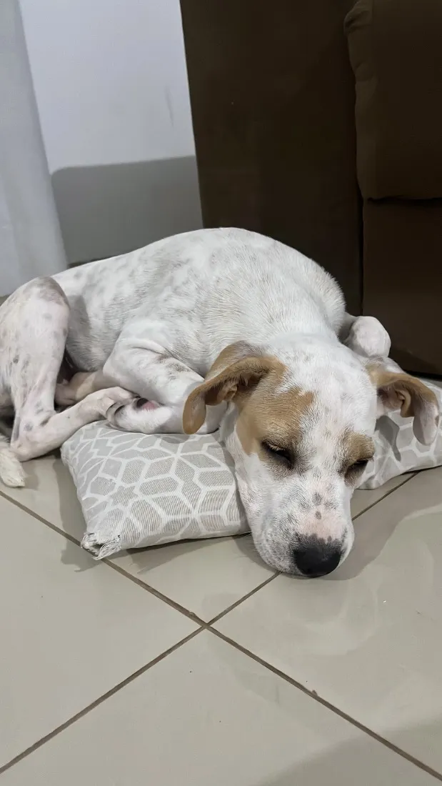 Cachorro raça SRD-ViraLata idade 2 a 6 meses nome Mel