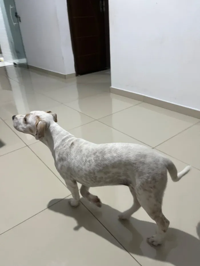 Cachorro raça SRD-ViraLata idade 2 a 6 meses nome Mel