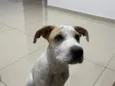 Mel