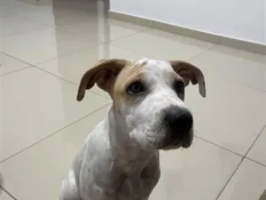 Cachorro raça SRD-ViraLata idade 2 a 6 meses nome Mel