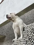 Draco