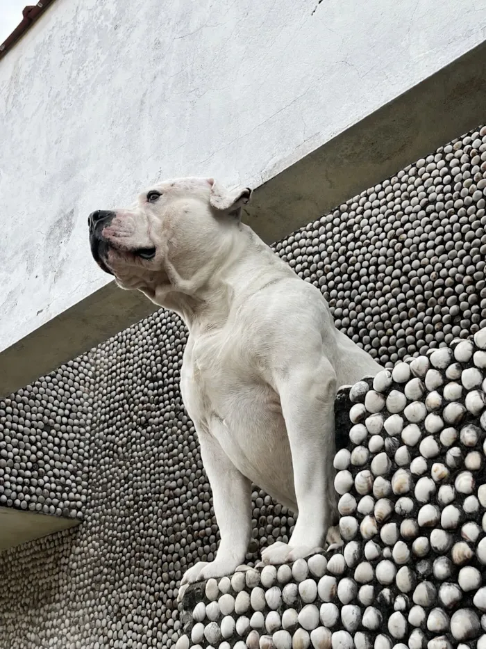 Cachorro raça Pit-Bull idade 3 anos nome Draco