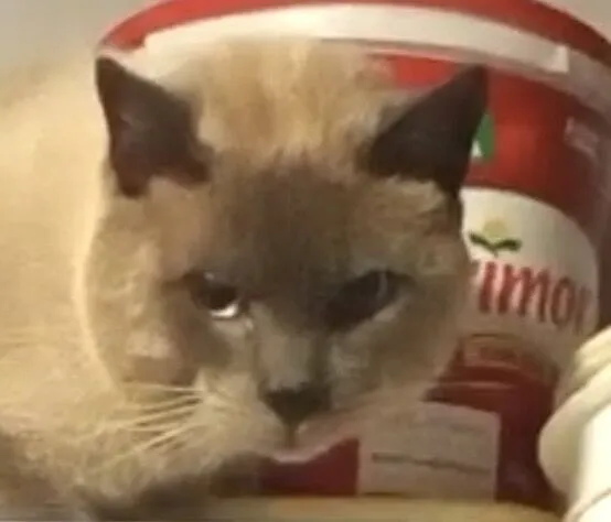Gato raça Siamês idade 1 ano nome Lion 