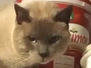 Gato raça Siamês idade 1 ano nome Lion 