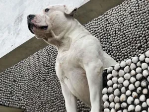 Cachorro raça Pit-Bull idade 3 anos nome Draco