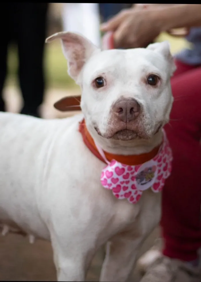 Cachorro raça Pit-Bull idade 3 anos nome Diana