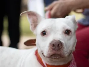 Cachorro raça Pit-Bull idade 3 anos nome Diana