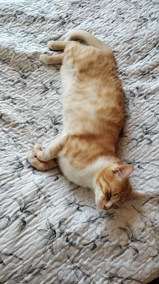Gato raça SRD-ViraLata idade 4 anos nome Gade