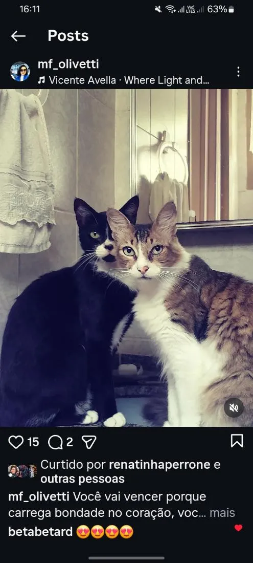 Gato raça SRD-ViraLata idade 6 ou mais anos nome Black e Déb