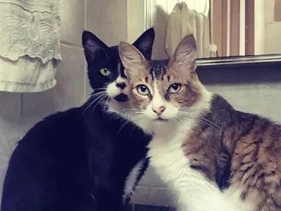 Gato raça SRD-ViraLata idade 6 ou mais anos nome Black e Déb
