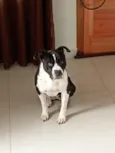 Asha