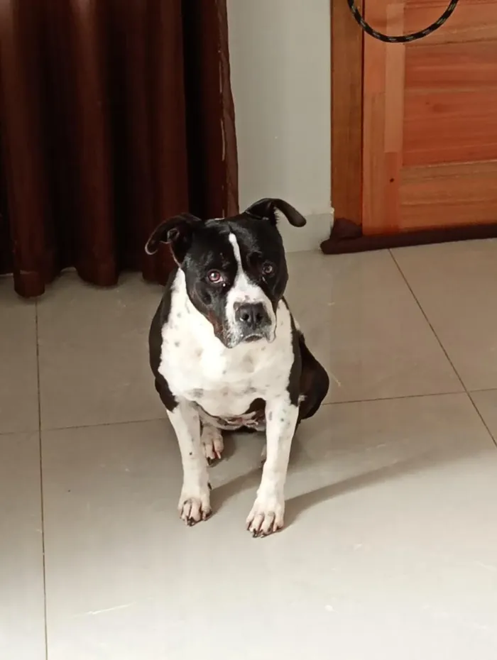 Cachorro raça Boxer idade 2 anos nome Asha