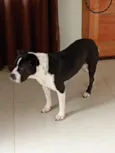 Asha