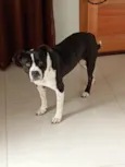 Asha