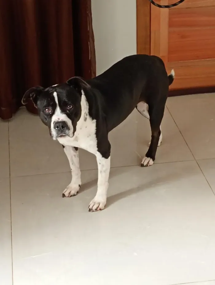 Cachorro raça Boxer idade 2 anos nome Asha