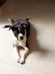 Asha