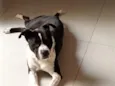 Asha