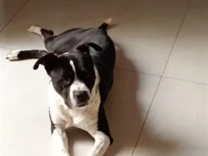 Cachorro raça Boxer idade 2 anos nome Asha