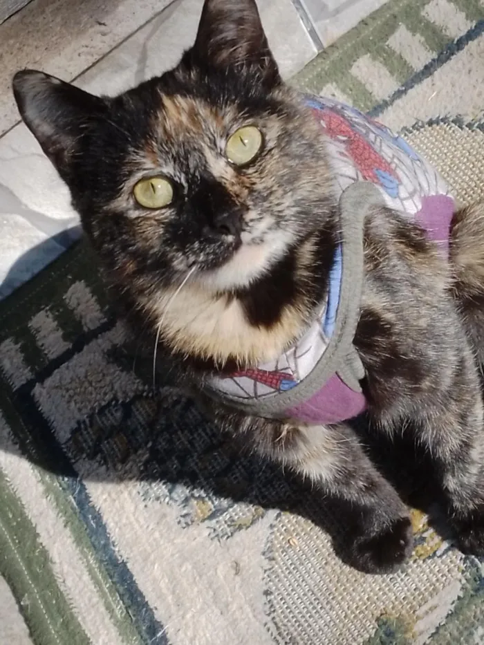 Gato raça SRD-ViraLata idade 2 a 6 meses nome pandora