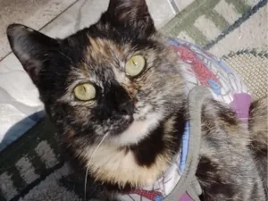 Gato raça SRD-ViraLata idade 2 a 6 meses nome pandora