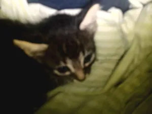 Gato raça SRD-ViraLata idade Abaixo de 2 meses nome Sem nome 