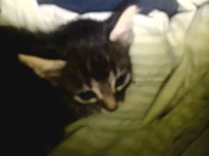 Gato raça SRD-ViraLata idade Abaixo de 2 meses nome Sem nome 