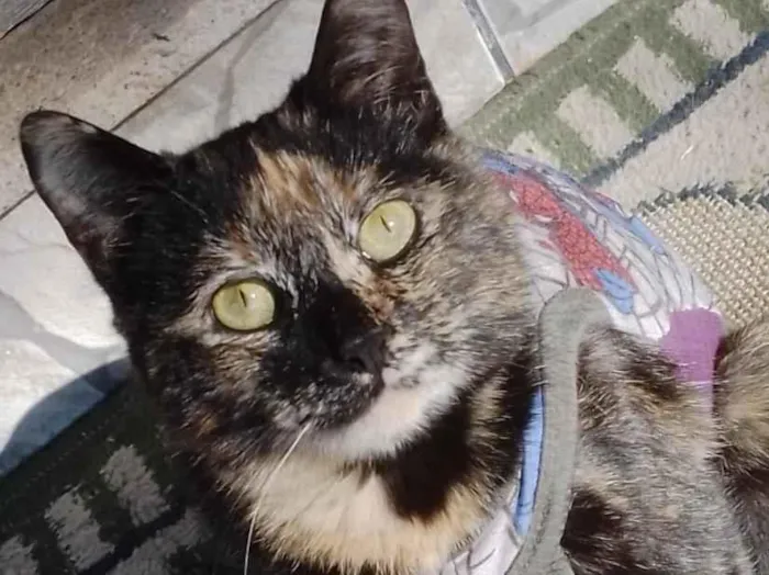 Gato raça SRD-ViraLata idade 2 a 6 meses nome pandora