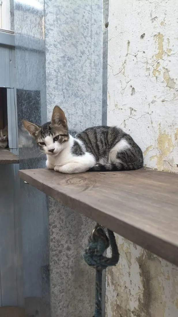 Gato raça SRD-ViraLata idade 2 a 6 meses nome Sem nome, se eu colocar nome ai nao sai de casa